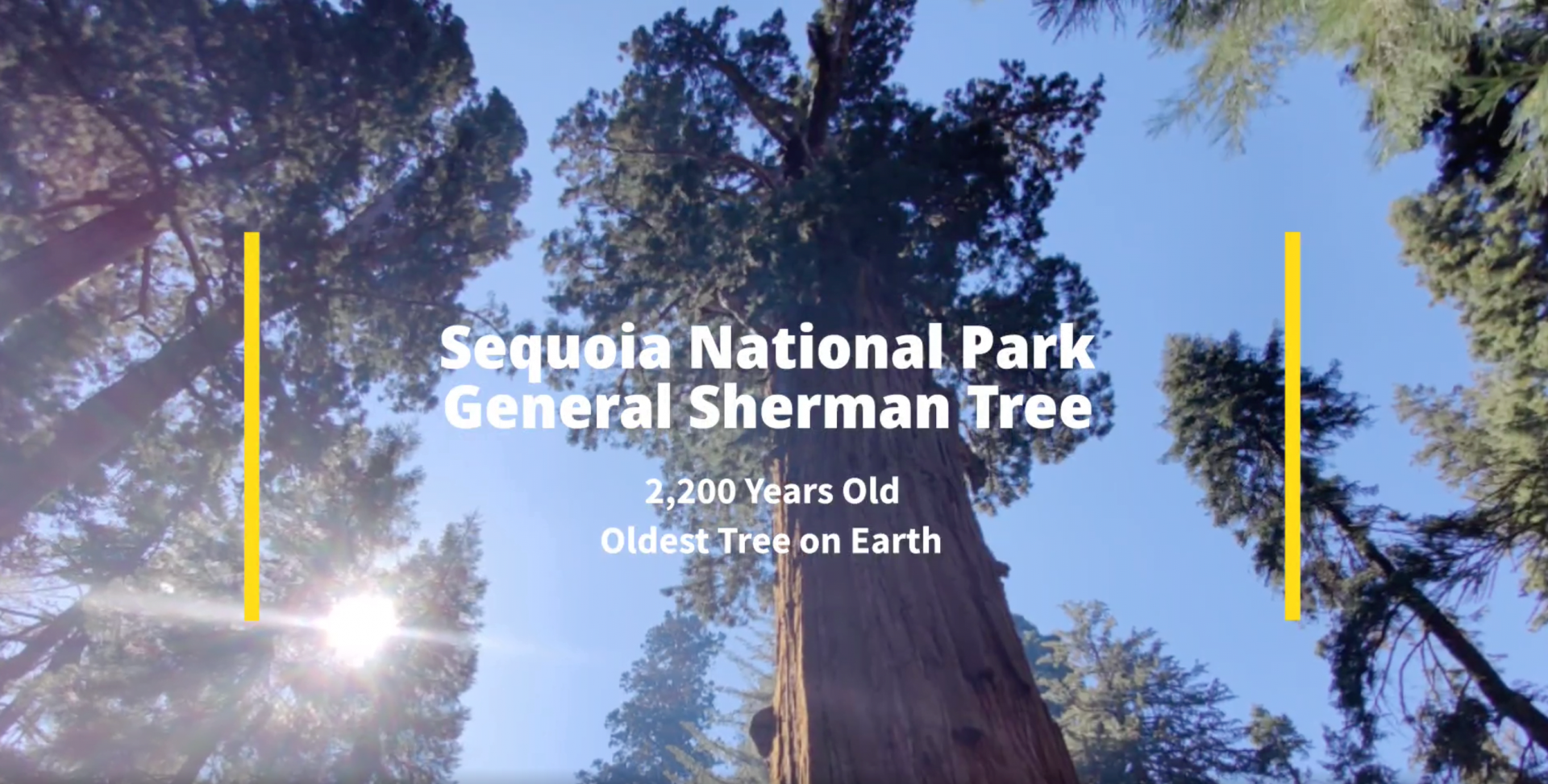 The General Sherman Tree