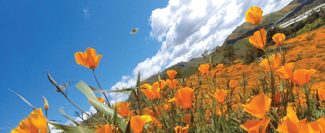 Will there be another SoCal Super Bloom in California - 2023?